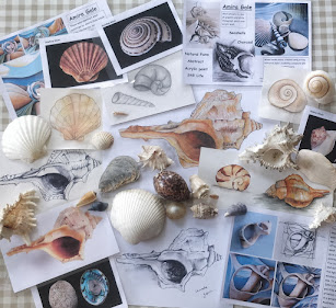 Sea Shells