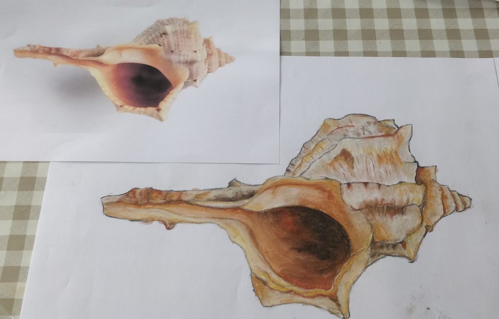 Seashells 3
